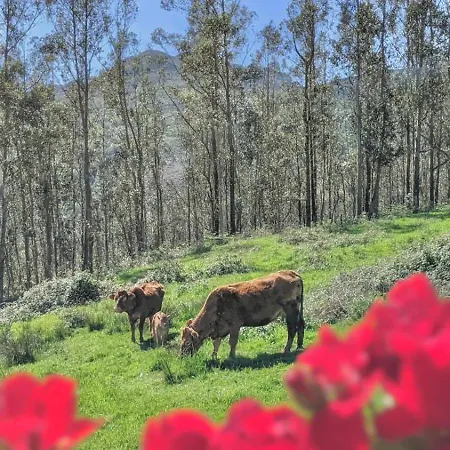 Del Valle, Valles Chalet