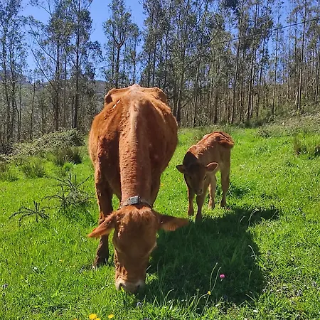Alpesi faház Del Valle, Valles *