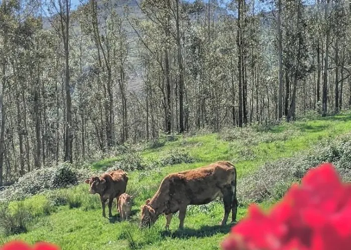 Del Valle, Valles Chalet